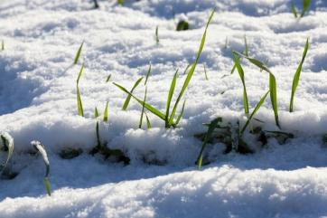 В Поволжье отмечаются риски выпревания озимых — Гидрометцентр